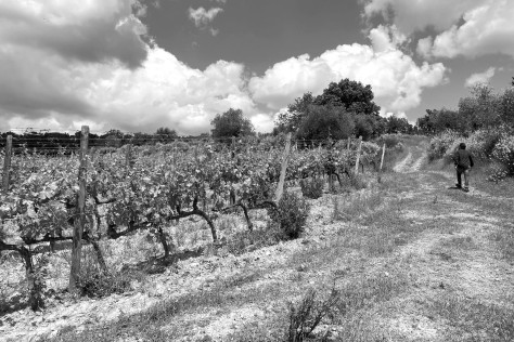 Chioccioli Altadonna: un viaggio nel Chianti Classico