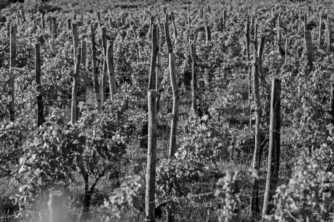 Vini Pop: la nuova linea firmata Radikon che parla di Collio, confini e nuove sfide