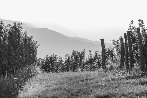 La DOC Collio approva i vini macerati nel disciplinare: Sta cambiando qualcosa nel mondo delle denom