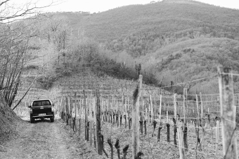 Verità o leggenda? I solfiti nel vino possono davvero influenzare il nostro comportamento alla guida?